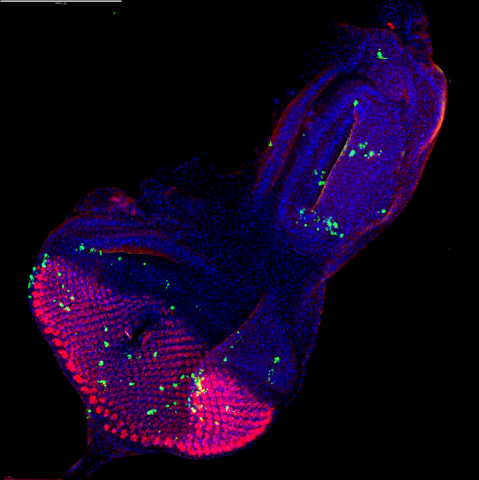 Image of drosophila imaginal eye/antennal disc with staining